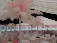 babypinkandwhitefeathers